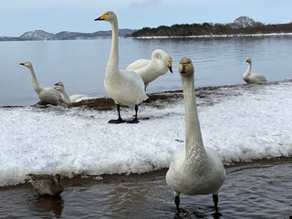 福島県の猪苗代湖の白鳥と鴨