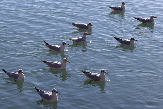Seagulls (larus waterbirds) are floating on blue lake water. Color nature photo.