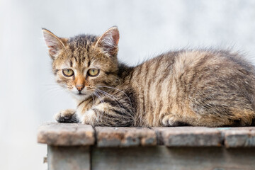A small striped cute kitten lies on a wooden chair