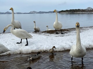 福島県の猪苗代湖の白鳥と鴨