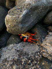 Sally Lightfoot Crab