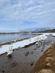 福島県の猪苗代湖の白鳥と鴨