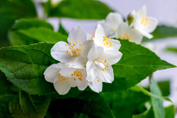 Obraz na płótnie Canvas White jasmine flowers in the garden on a light background in sunny weather