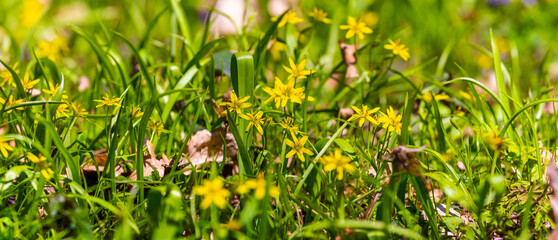 Yellow spring flowers goose paws among green grass, background with yellow spring flowers