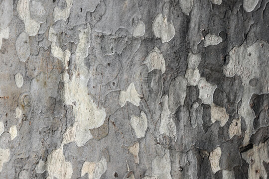 Spotted brown surface bark of sycamore tree with an interesting pattern; color abstract nature photo. 
