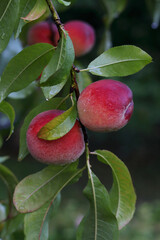 Peaches growing on a tree in the summer .Natural fruit. Peaches on peach tree branches. Delicious and healthy organic nutrition. Beautiful garden with tree ripened nectarines. Summer fruit