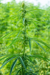 cannabis grass in sunshine close up