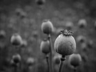 poppy flowers and poppy heads in black and white