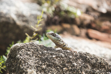 lizard on the rock