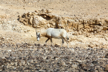 arabian oryx in the desert. High quality photo