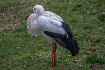 European White Crane