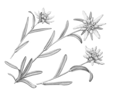 Edelweiss Hand Drawn Pencil Illustration Isolated on White with Clipping Path