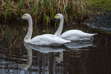 Bewick's Swans on a lake.