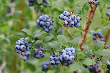 無農薬栽培のブルーベリー