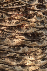 Palm tree trunk detail of the background pattern. Palm tree trunk texture .Cracked bark of old tropical palm trees. Upper trunk detail of palm tree background texture pattern. Exotic travel. Jungle