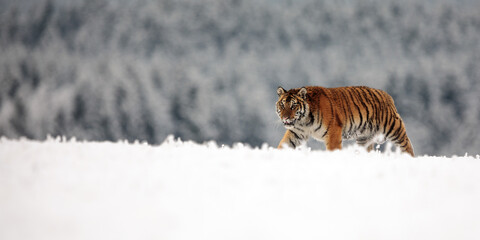 Fototapeta premium young male Siberian tiger (Panthera tigris tigris) walking through a snowy winter landscape , ultra-wide shot