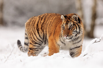 young male Siberian tiger (Panthera tigris tigris) in the wild winter taiga