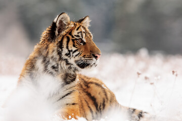 Obraz premium young male Siberian tiger (Panthera tigris tigris) resting in the snow of the winter landscape