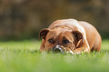 American Staffordshire Terrier, also known as the AmStaff or American Staffy lying in the grass