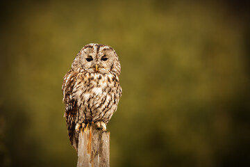 female tawny owl (Strix aluco) sitting on a broken tree in the countryside