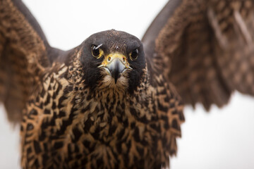 female Peregrine falcon (Falco peregrinus) very close, and she has her wings outstretched