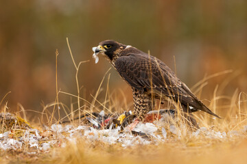 female Peregrine falcon (Falco peregrinus) tearing up her prey