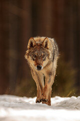 male Eurasian wolf (Canis lupus lupus) running towards us