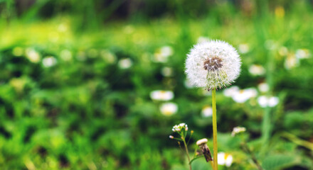 White dandelion in the garden among the green grass, copy space