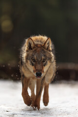 Obraz premium male Eurasian wolf (Canis lupus lupus) looks very dangerous