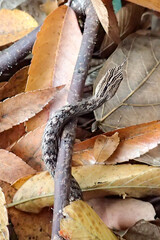 茶斑蛇 Psammodynastes pulverulentus