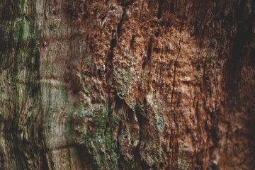 pattern on old tree trunk without bark. Wooden