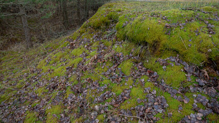 moss covered uneven ground in forest