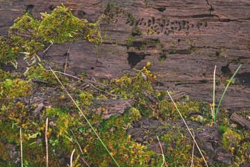 Texture of tree trunk with lichen moss and background green tree. Pattern of tree bark with thallophytic plant and background out focus green tree