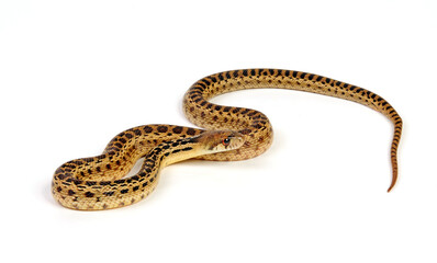 Fototapeta premium Pine snake, bullsnake // Nördliche Kiefernnatter, Bullennatter (Pituophis melanoleucus melanoleucus)