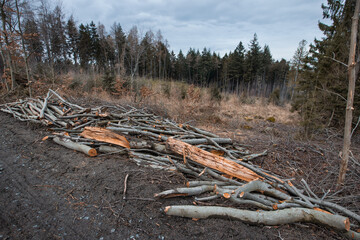 wycinka drzew w lesie, ścięte drzewa - obrazy, fototapety, plakaty