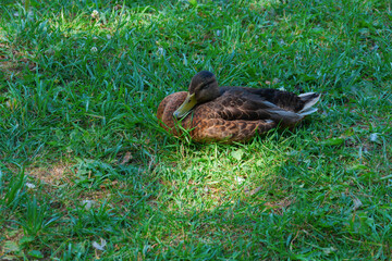 A brown duck is sitting in a clearing in the green grass, resting. Summer, day