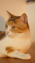 Orange Cat on Top of Furnitures