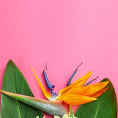 beautiful Strelitzia reginae flower on  pink paper background. Macro of Bird of Paradise on  color background, flower close-up.