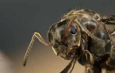 Brown wing ant eyes