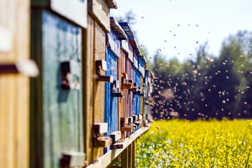 Beehives with bees on a flowered village field.