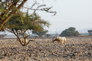 herd of scimitar horned oryx, Oryx dammah, walking trough the scares scrubs in the desert. High...