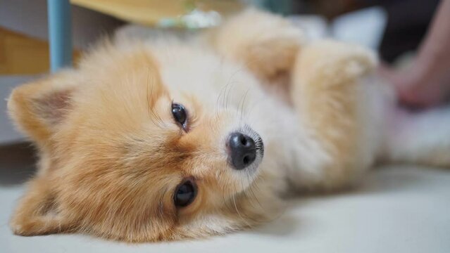 Hand Is Petting Pomeranian Dog On Stomach From Enjoyment. Scratches The Tummy Pet. Owner Pet Scratching While Is Dog Dozing Lying And Tip Over, Belly Up. Owner And Dog Enjoying The Time Together