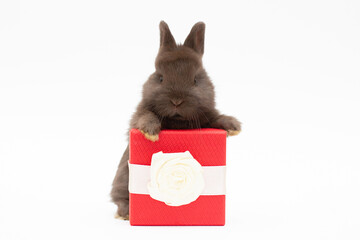 Lovely bunny baby black rabbit sitting in beautiful gift box. Funny adorable rabbit on background. Funny relaxing cute fluffy playful rabbit.