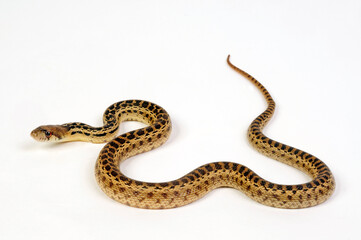 Pine snake, bullsnake // Nördliche Kiefernnatter, Bullennatter (Pituophis melanoleucus melanoleucus)