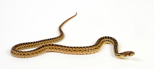 Nördliche Kiefernnatter, Bullennatter // Pine snake, bullsnake (Pituophis melanoleucus melanoleucus)