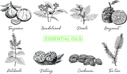 Essential oils set. Vintage hand-drawn vector illustrations.