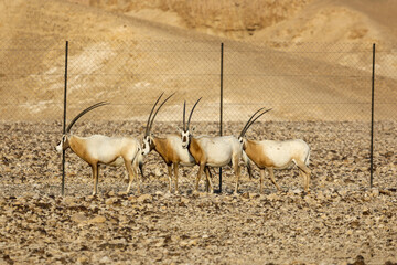 herd of scimitar horned oryx, Oryx dammah, walking trough the scares scrubs in the desert. High...