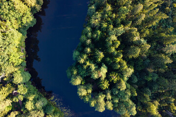River and green forest aerial view