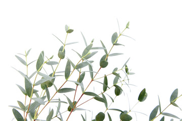 Eucalyptus green leaves and branch floral decoration isolated on white