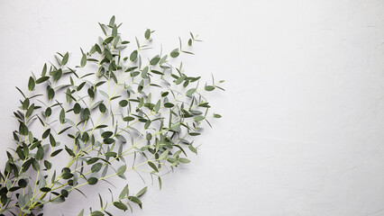 Eucalyptus green leaves and branch floral decoration on grey concrete background